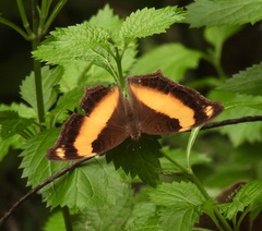 Yoma sabina