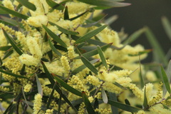 Acacia floribunda