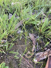 Thysanotus patersonii