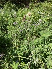 Cirsium remotifolium