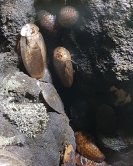 Archimandrita tessellata