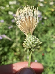 Cirsium remotifolium