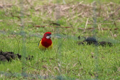 Platycercus eximius