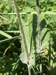 Cirsium remotifolium