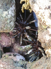 Phyllacanthus parvispinus