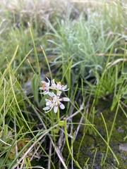 Wurmbea dioica