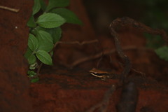 Indosylvirana