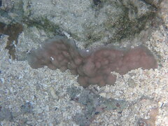 Porites