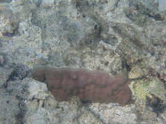 Porites