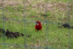 Platycercus eximius