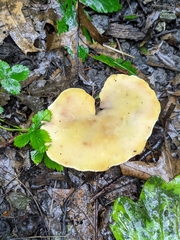 Cerioporus leptocephalus