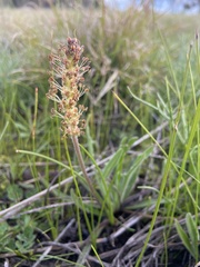 Plantago gaudichaudii