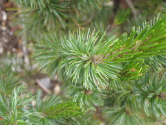 Pinus culminicola