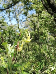 Lithospermum exsertum