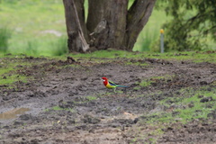 Platycercus eximius