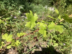 Ribes lacustre