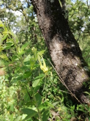Lithospermum exsertum