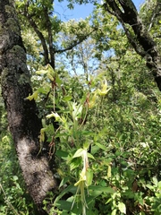 Lithospermum exsertum