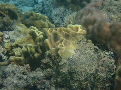 Millepora exaesa