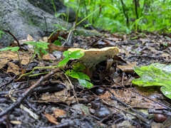 Cerioporus leptocephalus