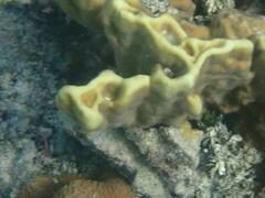 Millepora exaesa
