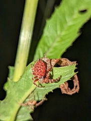 Acanthepeira stellata