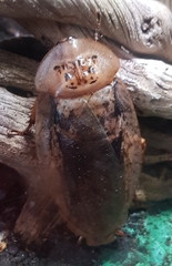 Archimandrita tessellata