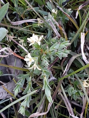 Pimelea spinescens