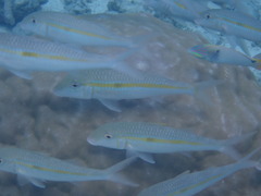 Mulloidichthys flavolineatus