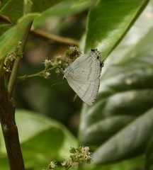 Hypolycaena phorbas