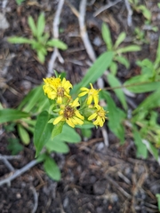 Solidago multiradiata