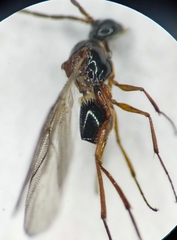 Figitidae
