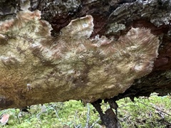 Phlebia centrifuga