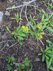 Solidago multiradiata