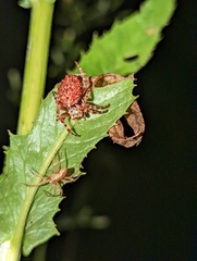Acanthepeira stellata