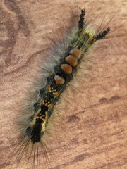 Orgyia pseudotsugata