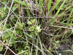 Pimelea spinescens spinescens