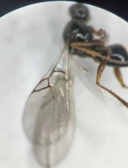 Figitidae