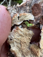 Phlebia centrifuga