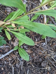 Solidago multiradiata