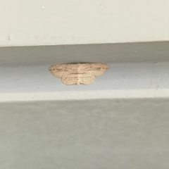 Geometridae