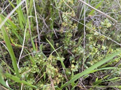 Pimelea spinescens spinescens
