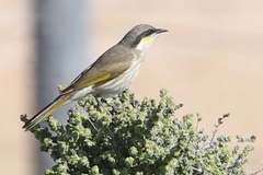 Gavicalis virescens