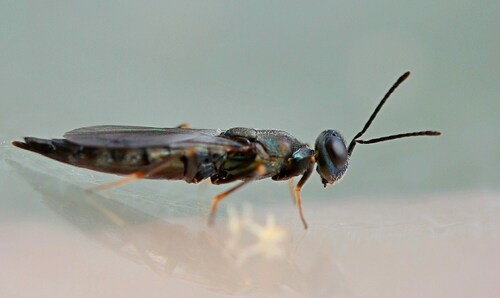 Calosota aestivalis