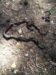 Diadophis punctatus modestus