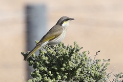 Gavicalis virescens