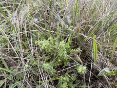 Pimelea spinescens spinescens