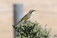 Gavicalis virescens
