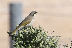 Gavicalis virescens