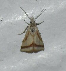 Microtheoris vibicalis